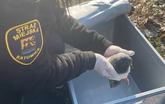 W Katowicach ranny gołąb trafił pod opiekę strażniczek miejskich