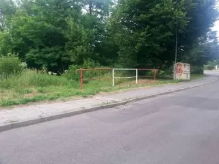 Saska 19 przy rowie Malownik barszcz Sosnowskiego