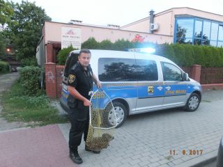 Strażnik miejscy i uratowany mały dzik