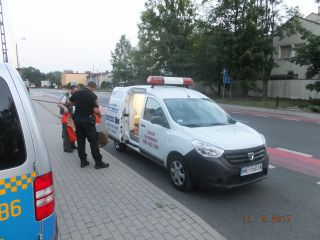 Strażnik miejski ipracownik schorniska dla zwierząt umieszczają małego dzika w samochodzie