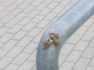 Likwidacja gniazda os