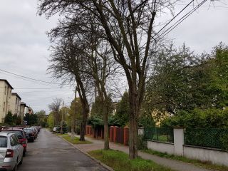 ul. Huculska – na całej długości ulicy drzewa z uschłymi gałęziami, niektóre z wypróchniałymi pniami,
