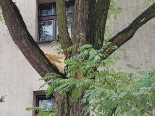 4.	ul. Bronisławy 11 i 12 – niebezpieczne pochylone drzewa nad jezdnią stwarzają zagrożenie bezpieczeństwa,