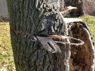 Nieudolna wycinka drzewa
