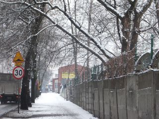 Strażnicy miejscy i strażacy podczas wycinania drzewa