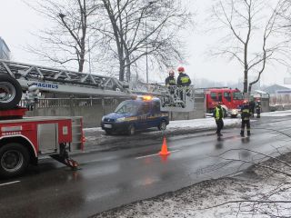 Strażnicy miejscy i strażacy podczas wycinania drzewa