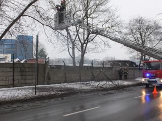 Strażnicy miejscy i strażacy podczas wycinania drzewa
