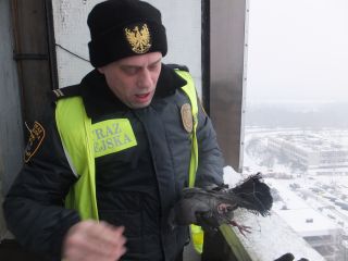 Strażnik miejski ratuje gołębia