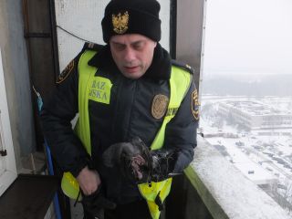 Strażnik miejski ratuje gołębia