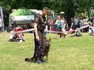 strażnicy miejscy podczas pokazu posłuszeństwa psa