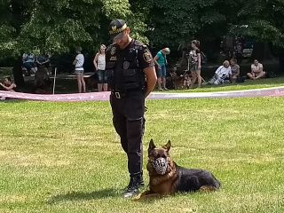 strażnicy miejscy podczas pokazu posłuszeństwa psa