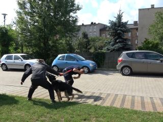 Przewodnicy psów i ich czworonożni partnerzy podczas atestacji