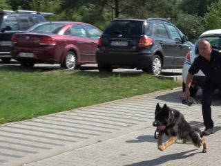 Przewodnicy psów i ich czworonożni partnerzy podczas atestacji