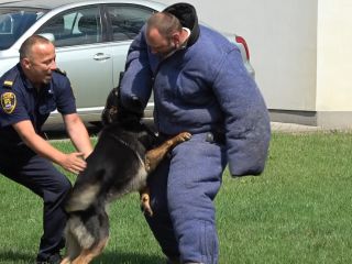 Przewodnicy psów i ich czworonożni partnerzy podczas atestacji