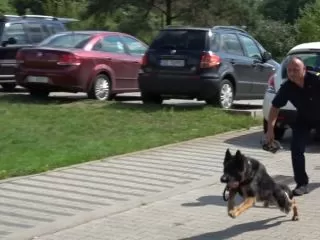 Straż Miejska w Katowicach 