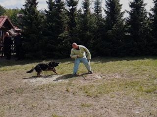 Czworonożni strażnicy miejscy oraz ich przewodnicy podczas szkolenia