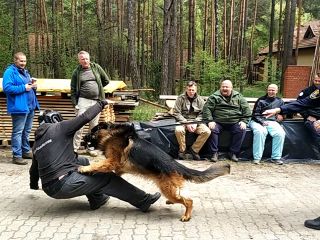 Czworonożni strażnicy miejscy oraz ich przewodnicy podczas szkolenia