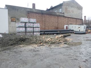 Ścięte drzewo