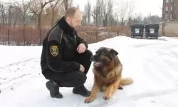 Balu w dniu przejścia na psią emeryturę (1)