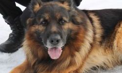 Balu w dniu przejścia na psią emeryturę (4)